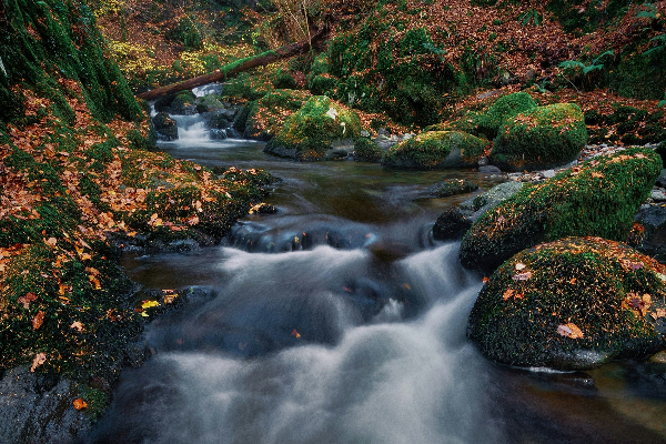 Stream flowing through a forest with green and autumn-colored leaves
