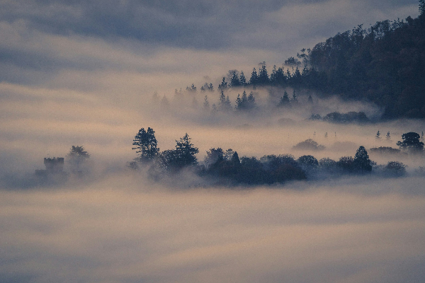 Misty landscape with trees and fog at dawn